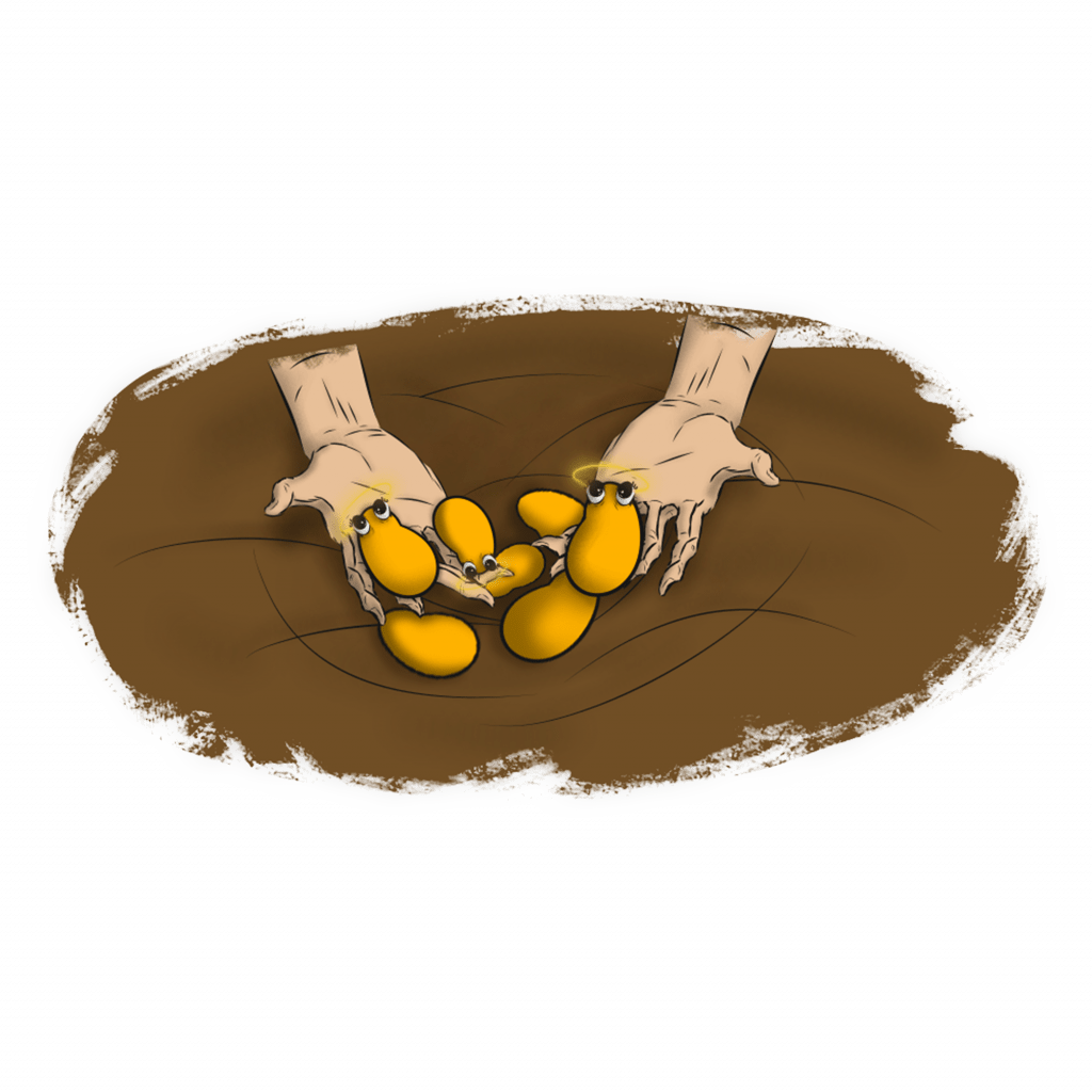 Ramassage De Patates